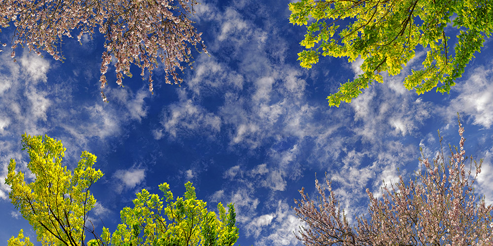 spring blossoms 10